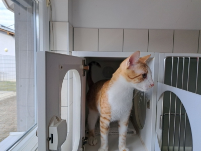 Roter Kater klein Roter Kater klein